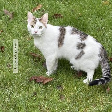 Foto 1/1 Wally Chat perdido en Angers