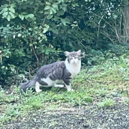 Foto 1/1 Gato encontrado Encontrado en Bourg en bresse