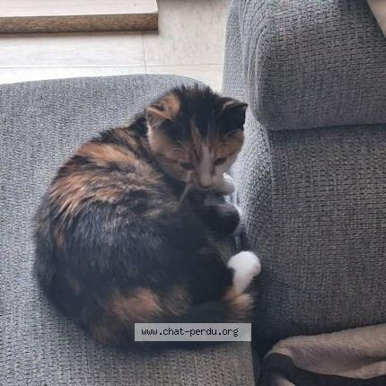 Foto 1/1 Gato encontrado Encontrado en Vienne