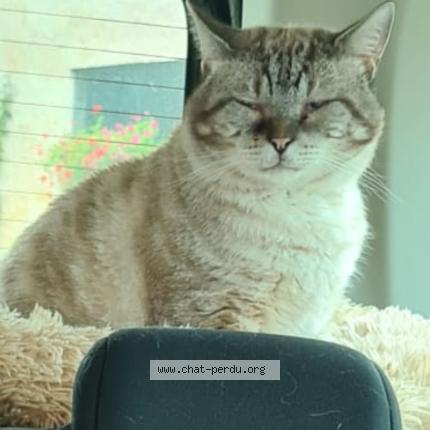 Foto 1/1 Gato encontrado Perdido en Metz