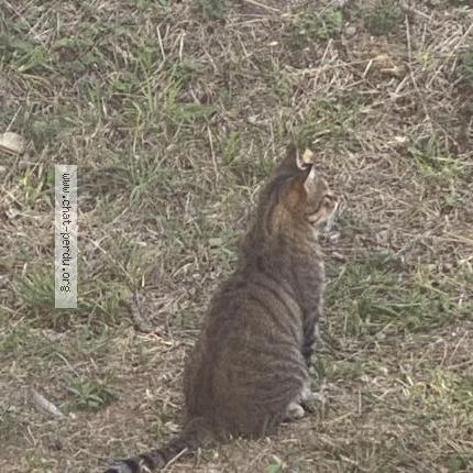 Foto 1/1 Gato encontrado Encontrado en Montpellier