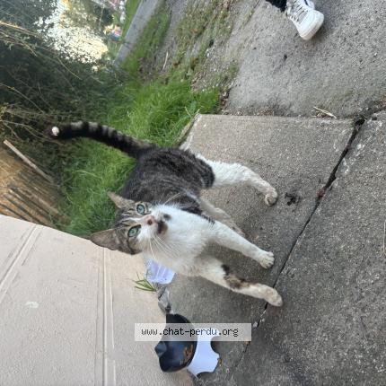 Foto 1/1 Gato encontrado Encontrado en Guemene penfao