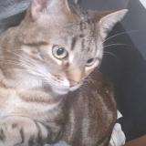 Foto del gato perdido en Besancon