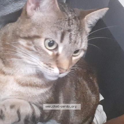 Foto 1/1 NOVA Chat perdido en Besancon