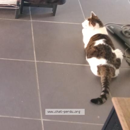 Foto 1/1 KANOUSH Chat perdido en Mantes la ville