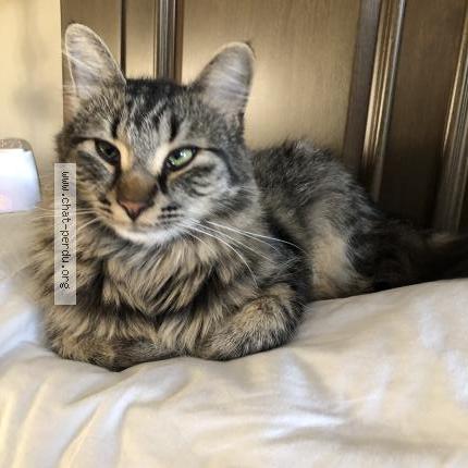 Foto 1/1 Mia Chat perdido en Brownsburg chatham