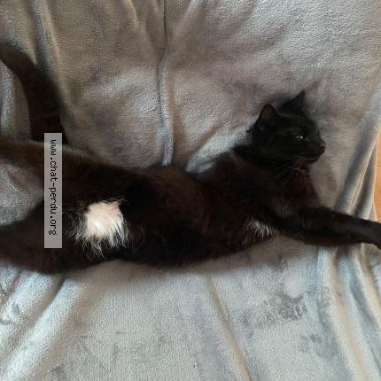 Foto 1/1 Gato encontrado Encontrado en Mouroux