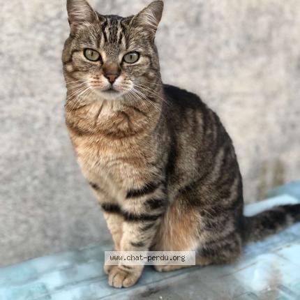 Foto 1/1 Stitch Chat perdido en Fretigney et velloreille