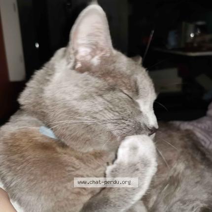 Foto 1/1 Warrior Chat perdido en Sannois