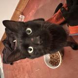 Foto de gato encontrado en Fresnoy Le Luat