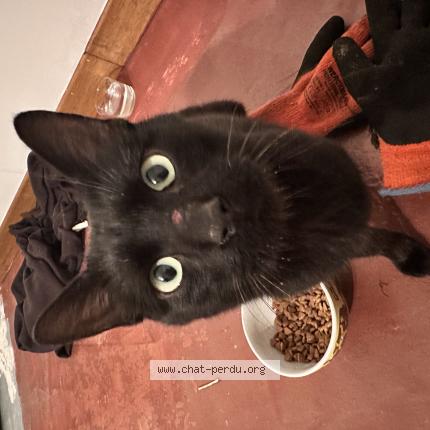 Foto 1/1 Gato encontrado Encontrado en Fresnoy le luat