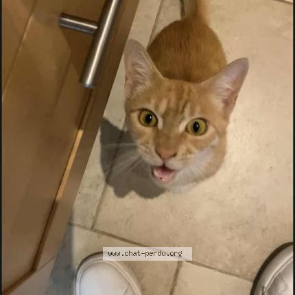 Foto 1/1 Volt Chat perdido en Verfeil