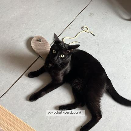 Foto 1/1 TITO Chat perdido en Saint etienne