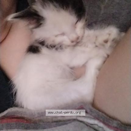 Foto 1/1 Grincheux Chat perdido en Caudry