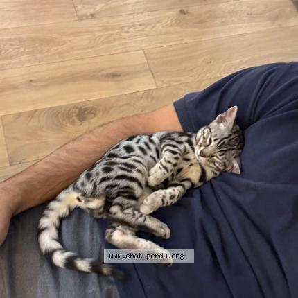 Foto 1/1 Nala Chat perdido en La garenne colombes