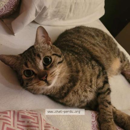 Foto 1/1 Bento Chat perdido en Grandvillars