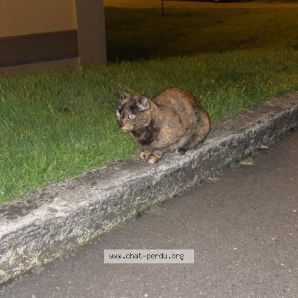 Foto 1/1 Gato encontrado Encontrado en Brest