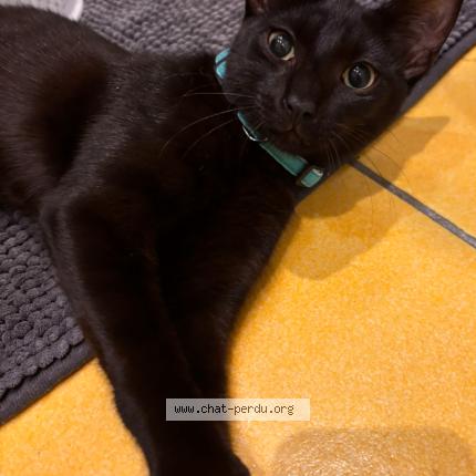 Foto 1/1 Blaky Chat perdido en Le grau du roi