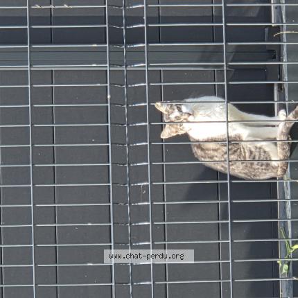 Foto 1/1 Gato encontrado Encontrado en Besancon