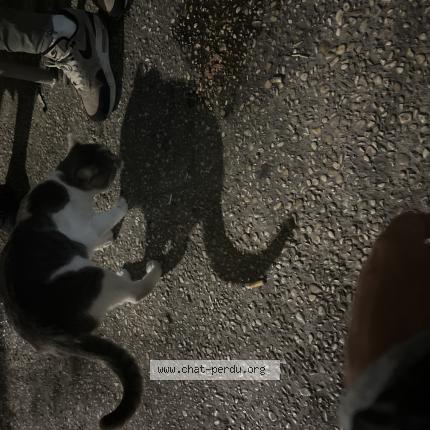 Foto 1/1 Gato encontrado Encontrado en Courbevoie