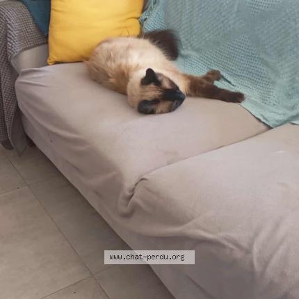 Foto 1/1 Ratatouille Chat perdido en Miniac morvan