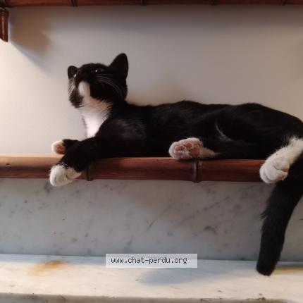 Foto 1/2 Alcaline Chat perdido en La plaine sur mer