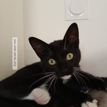 Foto 2/2 Alcaline Chat perdido en La plaine sur mer