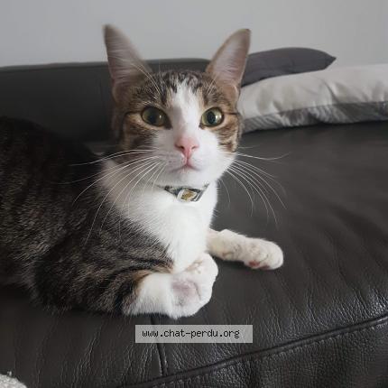 Foto 1/1 Pulco Chat perdido en St gobain
