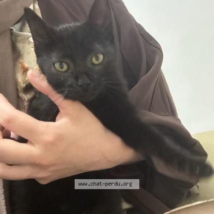 Foto 1/2 Akira Chat perdido en Migennes