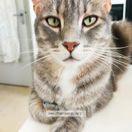 Foto 1/1 Gromatou Chat perdido en Roiffieux