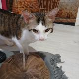 Foto del gato perdido en Massingy