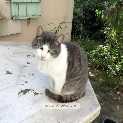 Foto 1/1 Gaston Chat perdido en Lignieres