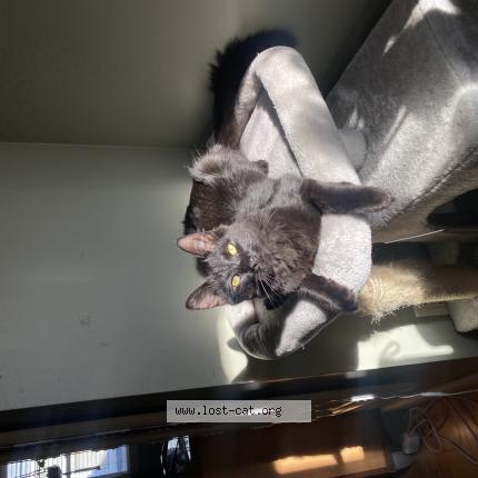 Foto 1/1 Apollo Chat perdido en Dearborn