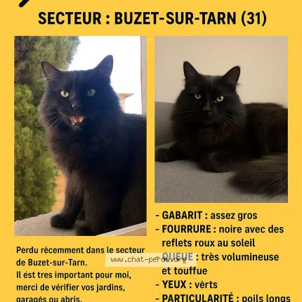 Foto 1/1 Joy Chat perdido en Buzet sur tarn