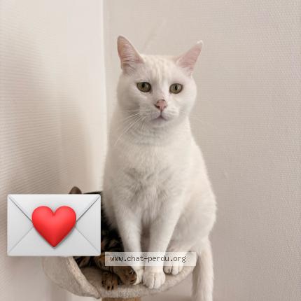 Foto 1/1 Plume Chat perdido en Nevers