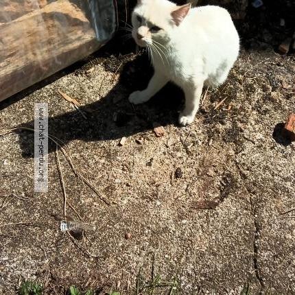 Foto 1/1 Gato encontrado Encontrado en Saint etienne de fougeres