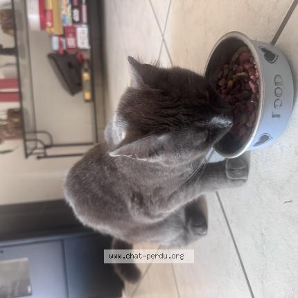 Foto 1/1 Gato encontrado Encontrado en Saint adrien