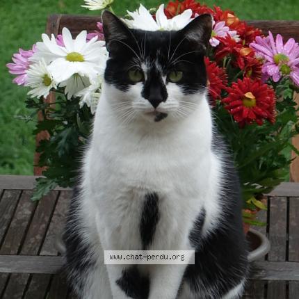 Foto 1/1 Nala Chat perdido en Nointel