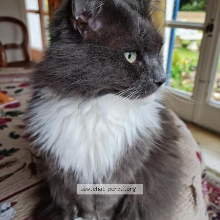 Foto 1/1 Lou Chat perdido en Le mans