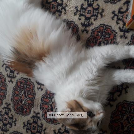 Foto 1/1 Fleur Chat perdido en Chassieu