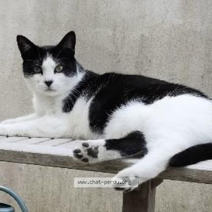 Foto 1/1 Eva Chat perdido en Landevant