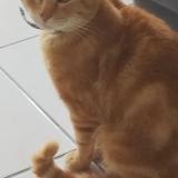 Foto del gato perdido en Lecousse