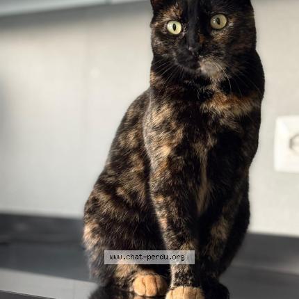 Foto 1/1 Nikita Chat perdido en Doucy