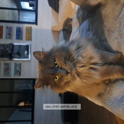 Foto 1/1 Grisouille Chat perdido en Change