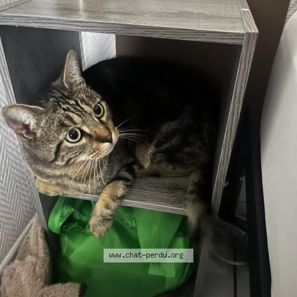 Foto 1/1 Asmar Chat perdido en Amiens