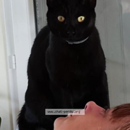 Foto 1/1 Mimi ou Kitkat Chat perdido en Fleac