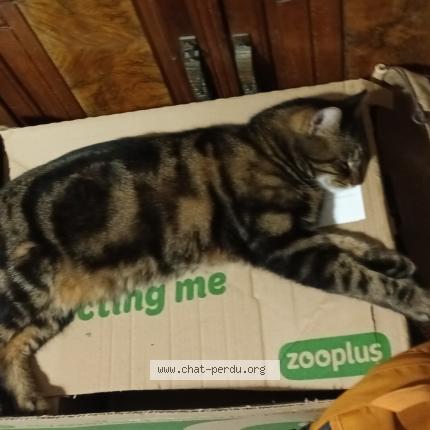 Foto 1/1 Blaky Chat perdido en Venerque