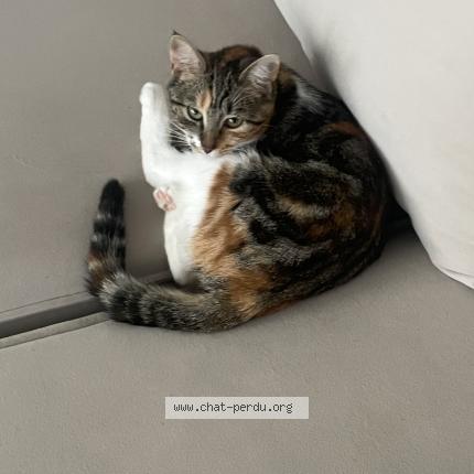 Foto 1/1 Nala Chat perdido en Valenton