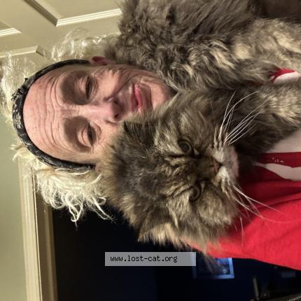 Foto 1/1 Prince Chat perdido en Clinton township