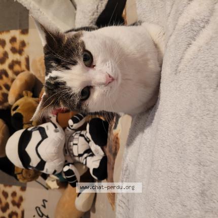 Foto 1/1 Bless Chat perdido en St pierre le havre